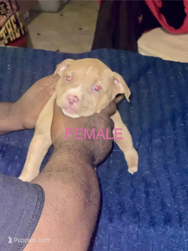 Cutie – American Pit Bull Terrier puppy for sale in Chicago, IL
