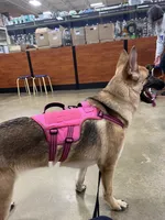 Summer, a female German Shepherd Dog for sale in Spartanburg, SC – 5 of 8