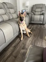 Summer, a female German Shepherd Dog for sale in Spartanburg, SC – 7 of 8