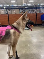 Summer, a female German Shepherd Dog for sale in Spartanburg, SC – 6 of 8