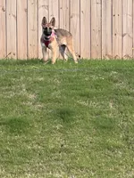 Summer, a female German Shepherd Dog for sale in Spartanburg, SC – 3 of 8