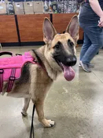 Summer, a female German Shepherd Dog for sale in Spartanburg, SC – 4 of 8