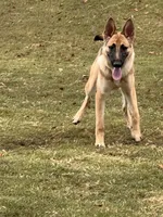 Summer, a female German Shepherd Dog for sale in Spartanburg, SC – 2 of 8