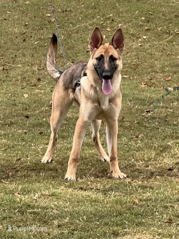 Summer – German Shepherd Dog puppy for sale in Spartanburg, SC