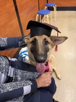 Summer, a female German Shepherd Dog for sale in Spartanburg, SC – 8 of 8