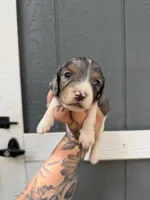 Longhaired Dapple pie (male 3), a male Miniature Dachshund for sale in Thomaston, GA – 4 of 7