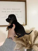Black/tan Chiweenie, a female Chihuahua and Miniature Dachshund for sale in Thomaston, GA – 3 of 5