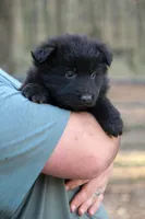 Solid Black Longcoat Male, a male German Shepherd Dog for sale in Thomaston, GA – 5 of 5