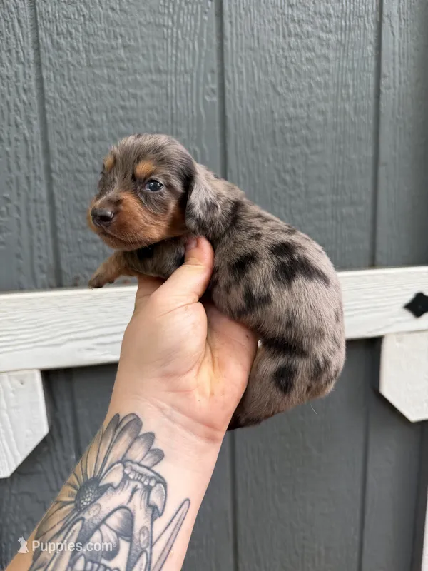 Longhair Dapple male (2) – Miniature Dachshund puppy for sale in Thomaston, GA