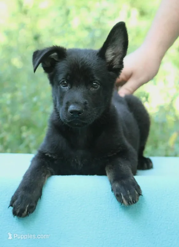 Bicolor male  – German Shepherd Dog puppy for sale in Thomaston, GA