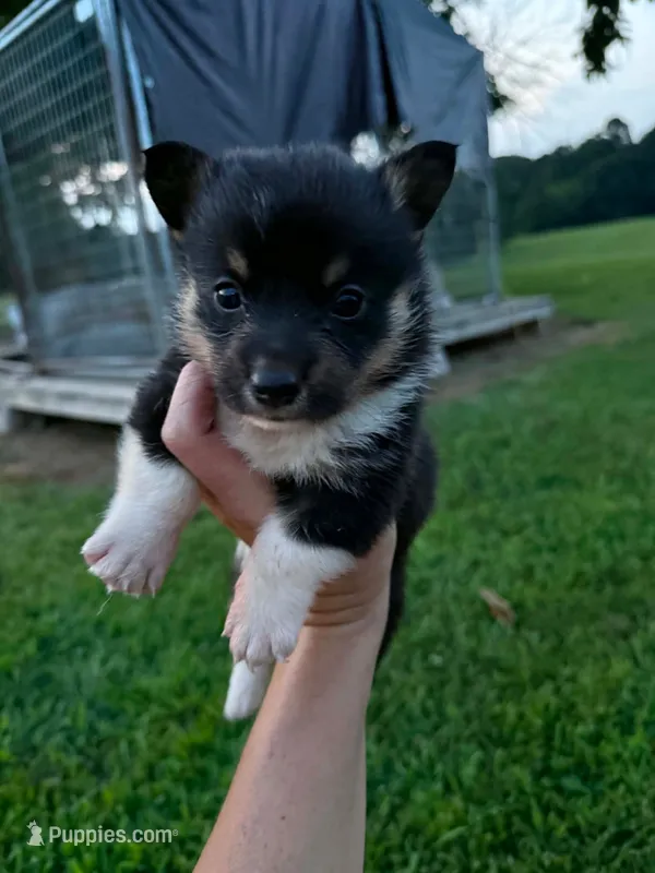 Black Tri Corgi – Pembroke Welsh Corgi puppy for sale in Thomaston, GA