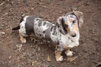 Longhaired Dapple pie (male 4), a male Miniature Dachshund for sale in Thomaston, GA – 6 of 6