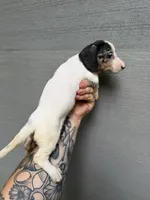 Dapple Miniature female, a female Miniature Dachshund for sale in Thomaston, GA – 4 of 5