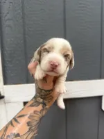 Longhaired Miniature chocolate dapple piebald (1), a male Miniature Dachshund for sale in Thomaston, GA – 3 of 6