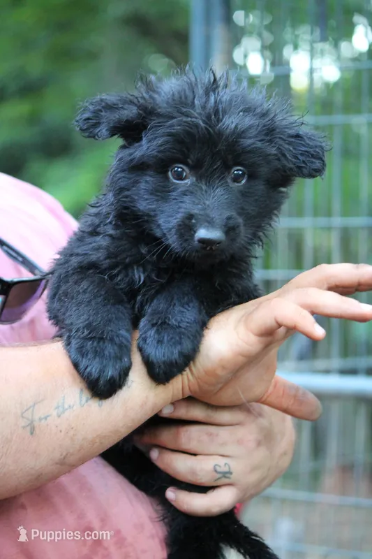 Solid black longcoat female – German Shepherd Dog puppy for sale in Thomaston, GA