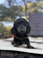 Longhaired Black & cream, a male Miniature Dachshund for sale in Thomaston, GA – 1 of 5