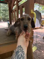 Shaded red Wirehair female, a female Miniature Dachshund for sale in Thomaston, GA – 2 of 5