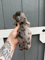 Longhair Dapple male (2), a male Miniature Dachshund for sale in Thomaston, GA – 3 of 7