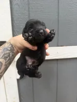 Longhaired Miniature (solid black) 2, a male Miniature Dachshund for sale in Thomaston, GA – 5 of 6