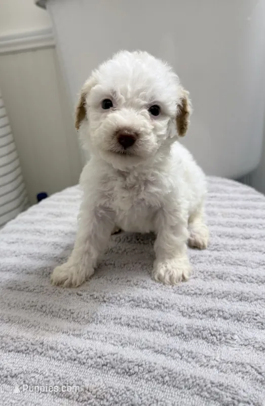 Miniature Poodle – Poodle - Miniature  puppy for sale in Thomaston, GA
