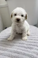Miniature Poodle, a female Poodle - Miniature  for sale in Thomaston, GA – 1 of 3