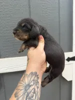 Longhaired Black/cream brindle Piebald , a male Miniature Dachshund for sale in Thomaston, GA – 3 of 7