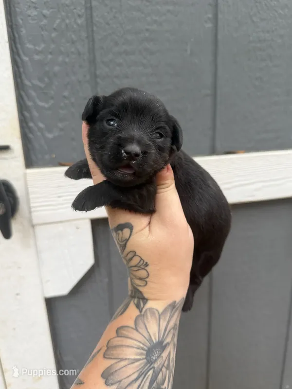 Longhaired Miniature (solid black) 2 – Miniature Dachshund puppy for sale in Thomaston, GA