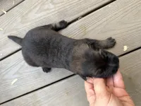 Longhaired Black sable (female), a female German Shepherd Dog for sale in Thomaston, GA – 5 of 5