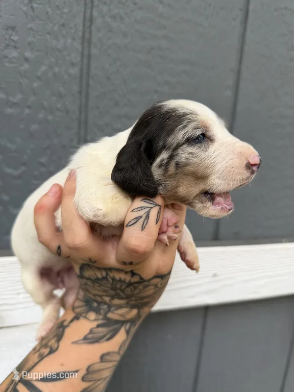 Dapple Piebald LH  – Miniature Dachshund puppy for sale in Thomaston, GA
