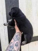 Pink - Bicolor longcoat, a female German Shepherd Dog for sale in Barnesville, GA – Photo 4 of 8