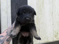 Pink - Bicolor longcoat, a female German Shepherd Dog for sale in Barnesville, GA – Photo 2 of 8