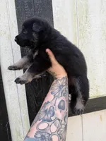 Pink - Bicolor longcoat, a female German Shepherd Dog for sale in Barnesville, GA – Photo 5 of 8