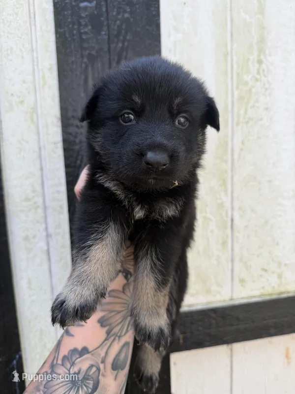 Pink - Bicolor longcoat – German Shepherd Dog puppy for sale in Barnesville, GA