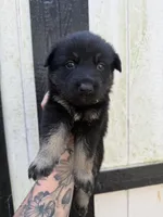Pink - Bicolor longcoat, a female German Shepherd Dog for sale in Barnesville, GA – Photo 1 of 8