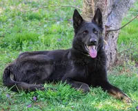Pink - Bicolor longcoat, a female German Shepherd Dog for sale in Barnesville, GA – Photo 6 of 8