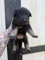 Pink - Bicolor longcoat, a female German Shepherd Dog for sale in Barnesville, GA – Photo 3 of 8