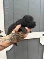 Longhaired Miniature (solid black) 1, a male Miniature Dachshund for sale in Thomaston, GA – 2 of 7