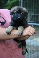 Dark sable female longcoat , a female German Shepherd Dog for sale in Thomaston, GA – 4 of 5