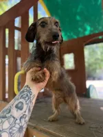 Shaded red Wirehair female, a female Miniature Dachshund for sale in Thomaston, GA – 5 of 5
