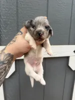 Longhaired Miniature Dapple piebald , a male Miniature Dachshund for sale in Thomaston, GA – 2 of 6