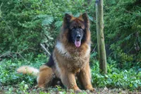 Longcoat Black/red, a male German Shepherd Dog for sale in Barnesville, GA – Photo 1 of 9