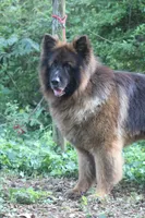 Longcoat Black/red, a male German Shepherd Dog for sale in Barnesville, GA – Photo 6 of 9