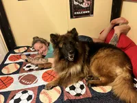 Longcoat Black/red, a male German Shepherd Dog for sale in Barnesville, GA – Photo 4 of 9