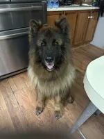 Longcoat Black/red, a male German Shepherd Dog for sale in Barnesville, GA – Photo 3 of 9