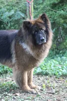 Longcoat Black/red, a male German Shepherd Dog for sale in Barnesville, GA – Photo 2 of 9