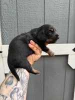 Longhair Black/tan female, a female Miniature Dachshund for sale in Thomaston, GA – 7 of 7