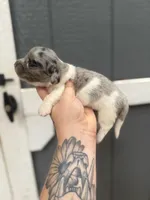 Longhaired Miniature Dapple piebald , a male Miniature Dachshund for sale in Thomaston, GA – 6 of 6