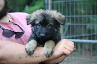 Dark sable female longcoat , a female German Shepherd Dog for sale in Thomaston, GA – 3 of 5