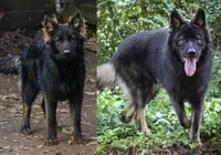 Longhaired Black sable (male), a male German Shepherd Dog for sale in Thomaston, GA – 2 of 5