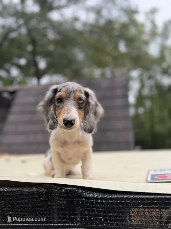 Longhaired Dapple Piebald – Miniature Dachshund puppy for sale in Thomaston, GA